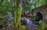 Tollymore Forest Northern Ireland Tour