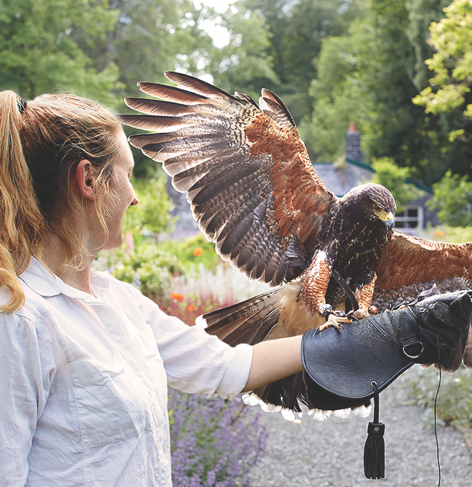 Ashford Castle Falconry