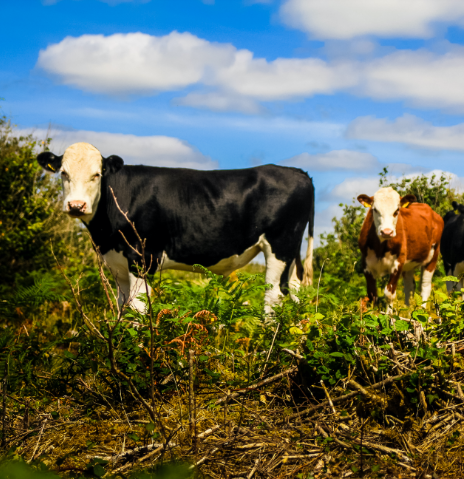 Burren Farm Experience